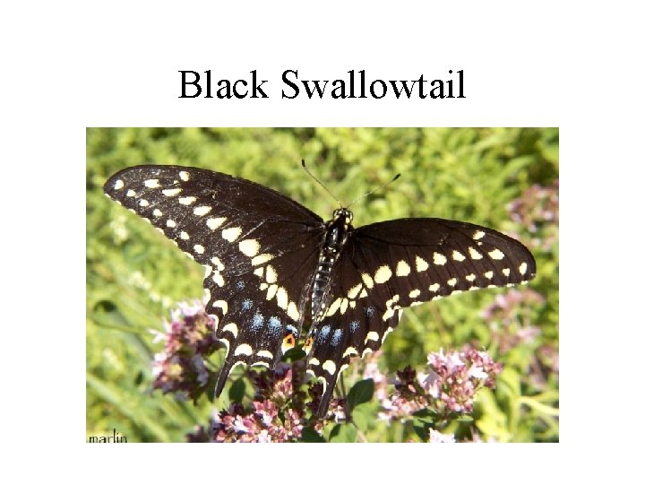 Black Swallowtail 