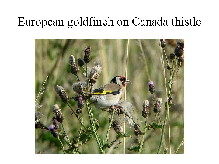 European goldfinch on Canada thistle 