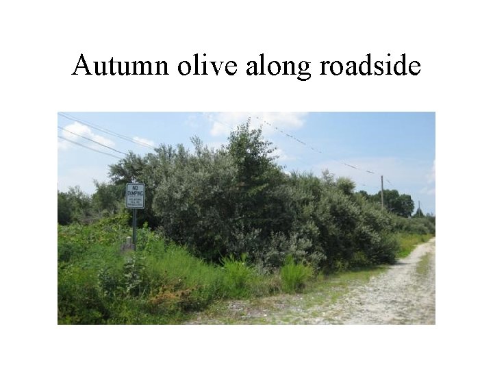 Autumn olive along roadside 