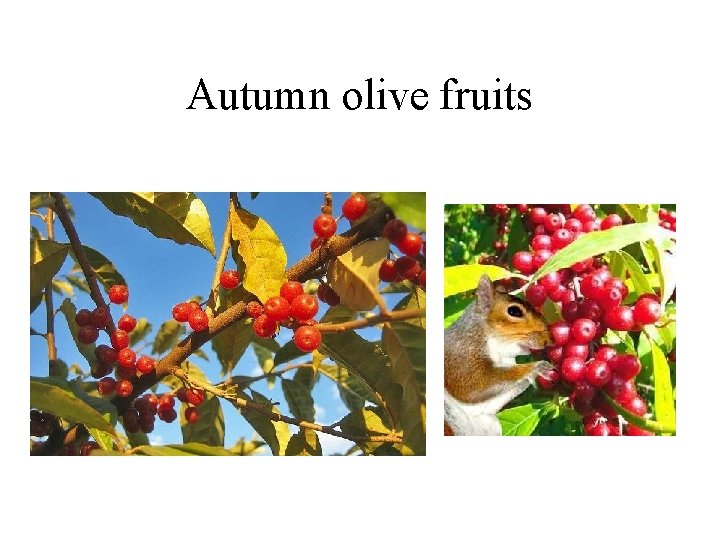 Autumn olive fruits 