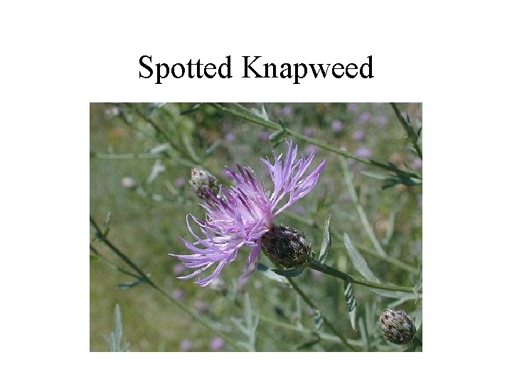 Spotted Knapweed 
