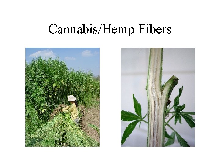 Cannabis/Hemp Fibers 