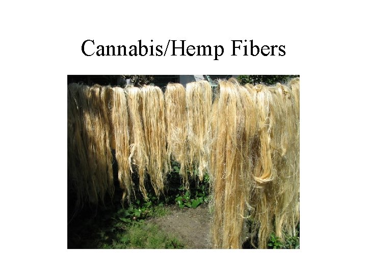 Cannabis/Hemp Fibers 