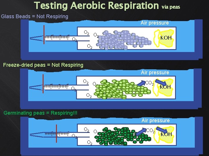 Testing Aerobic Respiration via peas Glass Beads = Not Respiring Air pressure 0. 5