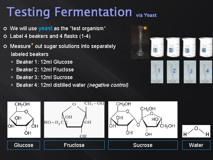 Testing Fermentation We will use yeast as the *test organism* Label 4 beakers and