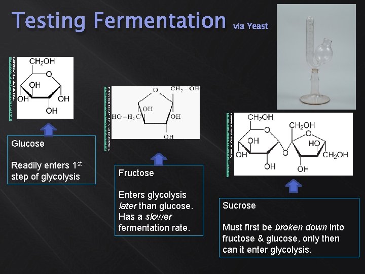 Sucrose Must first be broken down into fructose & glucose, only then can it