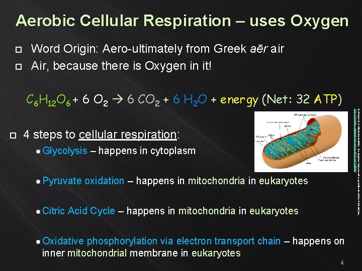 Aerobic Cellular Respiration – uses Oxygen Word Origin: Aero-ultimately from Greek aēr air Air,