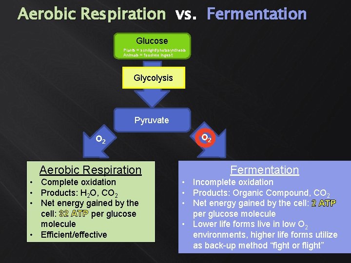 Aerobic Respiration vs. Fermentation Glucose Plants = sunlight/photosynthesis Animals = food we ingest Glycolysis