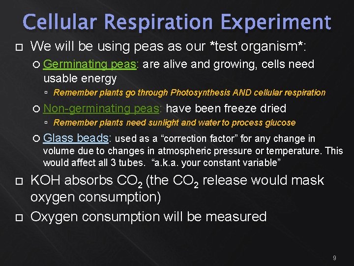 Cellular Respiration Experiment We will be using peas as our *test organism*: Germinating peas: