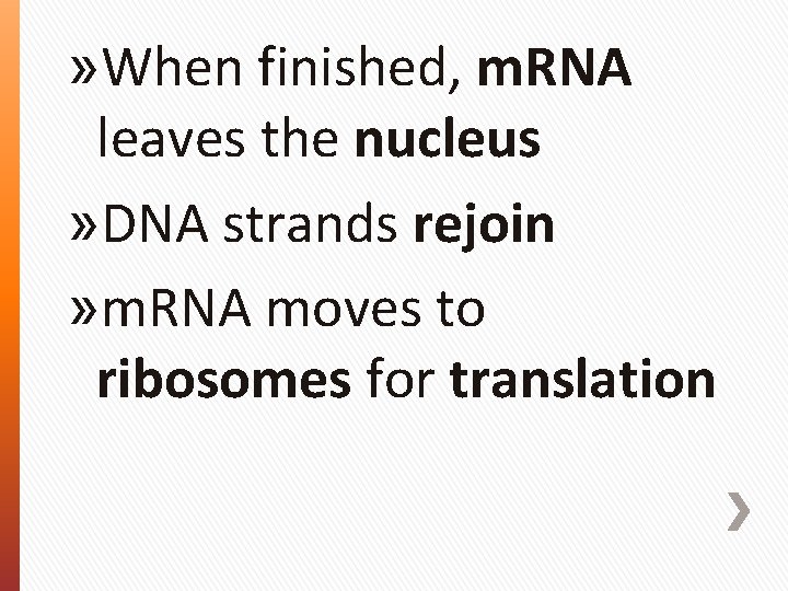 » When finished, m. RNA leaves the nucleus » DNA strands rejoin » m.