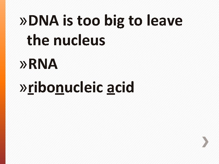 » DNA is too big to leave the nucleus » RNA » ribonucleic acid