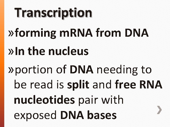 Transcription » forming m. RNA from DNA » In the nucleus » portion of