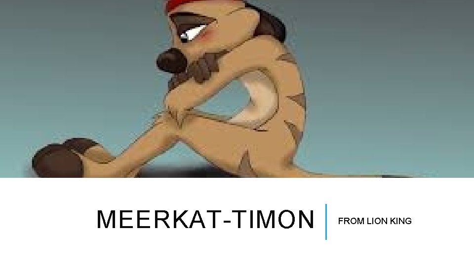 MEERKAT-TIMON FROM LION KING 