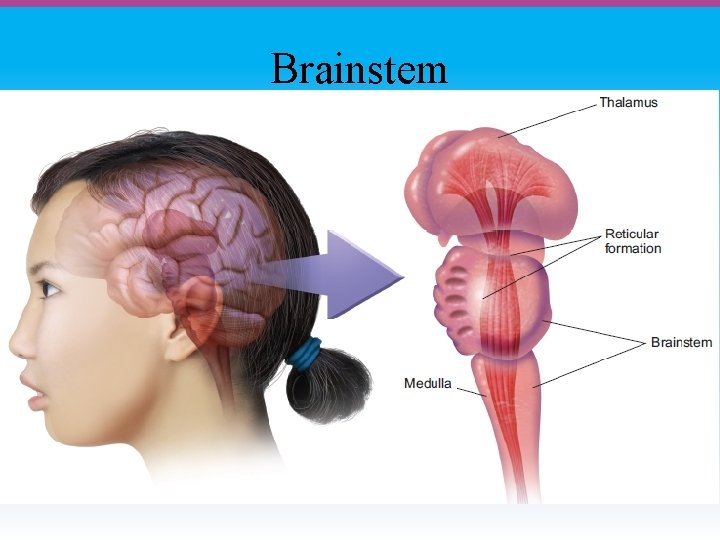 Brainstem Function Simple Biological Bases of Behavior The Brain Module Overview