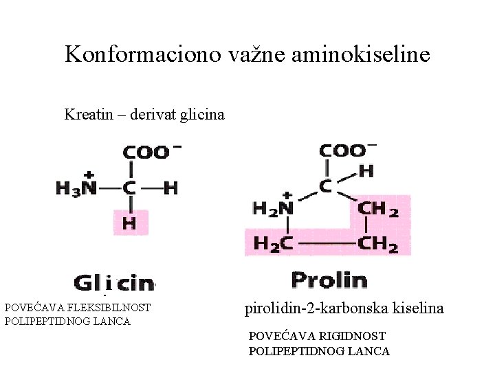 Konformaciono važne aminokiseline Kreatin – derivat glicina POVEĆAVA FLEKSIBILNOST POLIPEPTIDNOG LANCA pirolidin-2 -karbonska kiselina