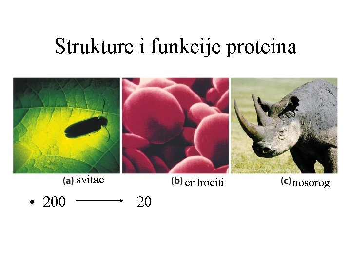 Strukture i funkcije proteina svitac • 200 eritrociti 20 nosorog 