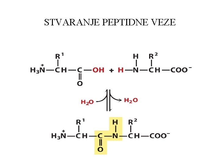 STVARANJE PEPTIDNE VEZE 