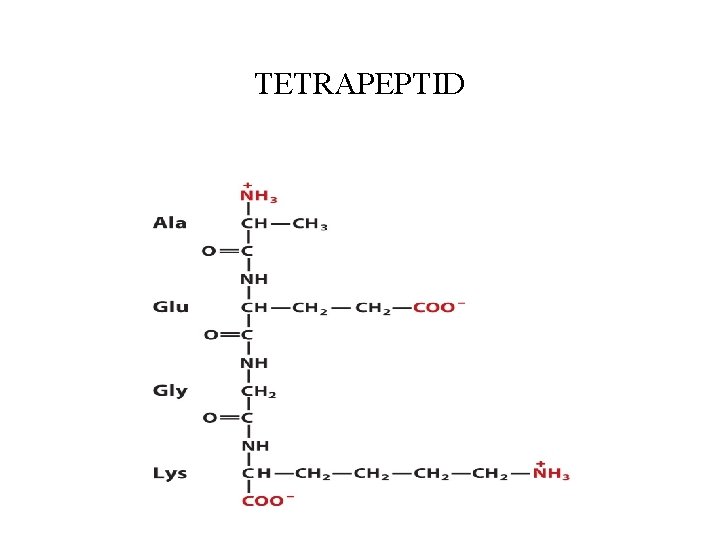 TETRAPEPTID 