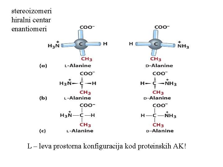 stereoizomeri hiralni centar enantiomeri L – leva prostorna konfiguracija kod proteinskih AK! 