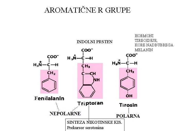 AROMATIČNE R GRUPE INDOLNI PRSTEN SINTEZA NIKOTINSKE KIS. Prekursor serotonina HORMONI TIREOIDEJE, KORE NADBUBREGA