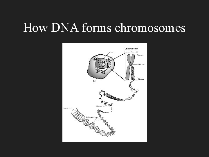 How DNA forms chromosomes 