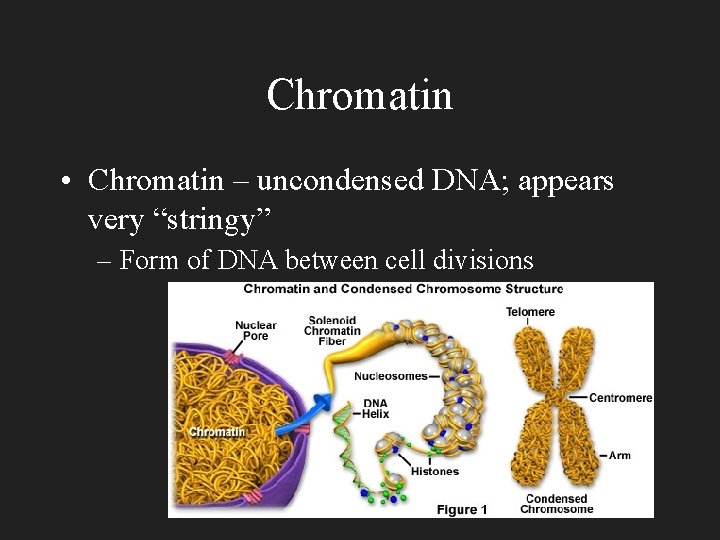 Chromatin • Chromatin – uncondensed DNA; appears very “stringy” – Form of DNA between