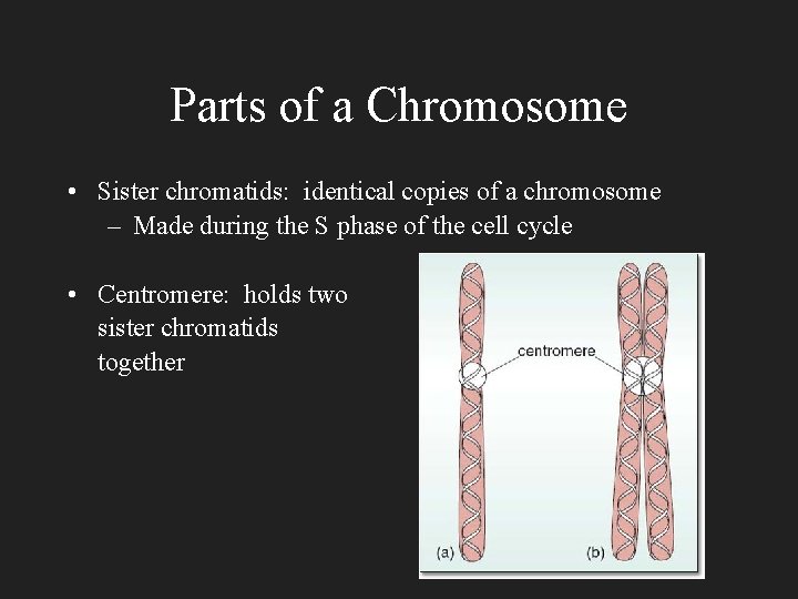 Parts of a Chromosome • Sister chromatids: identical copies of a chromosome – Made