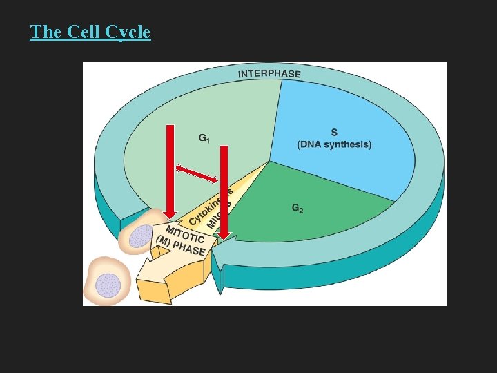 The Cell Cycle 