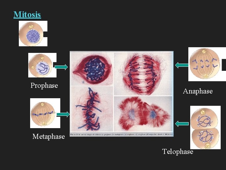 Mitosis Prophase Anaphase Metaphase Telophase 