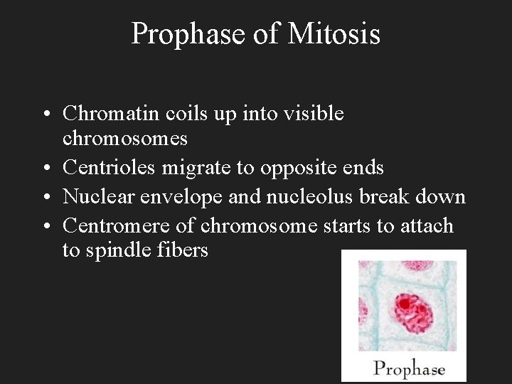 Prophase of Mitosis • Chromatin coils up into visible chromosomes • Centrioles migrate to