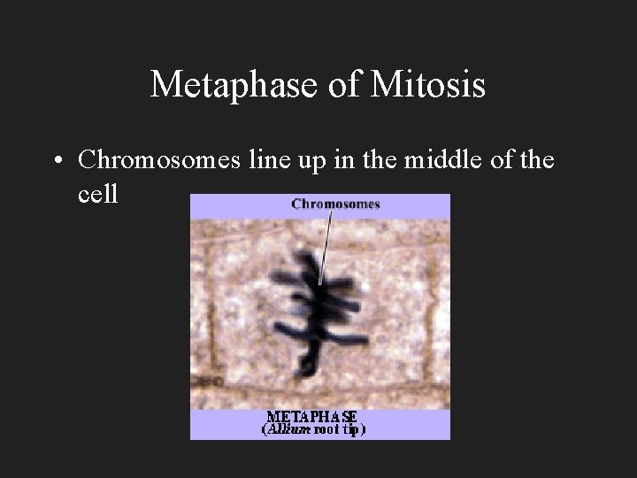 Metaphase of Mitosis • Chromosomes line up in the middle of the cell 