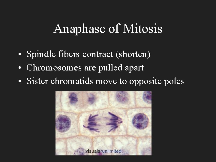 Anaphase of Mitosis • Spindle fibers contract (shorten) • Chromosomes are pulled apart •