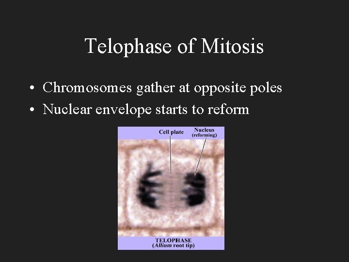 Telophase of Mitosis • Chromosomes gather at opposite poles • Nuclear envelope starts to