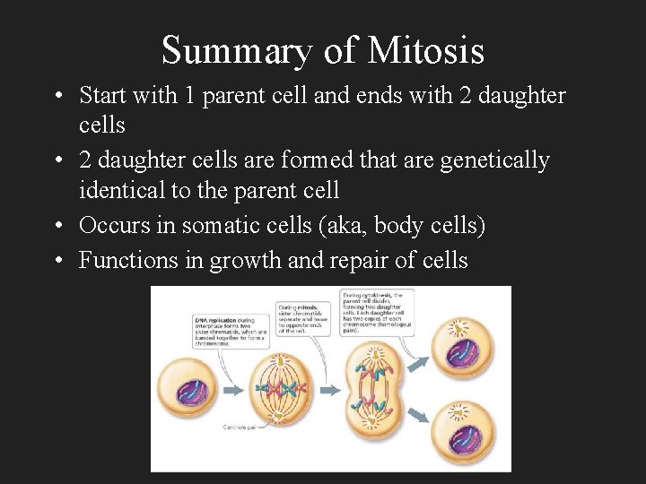 Summary of Mitosis • Start with 1 parent cell and ends with 2 daughter