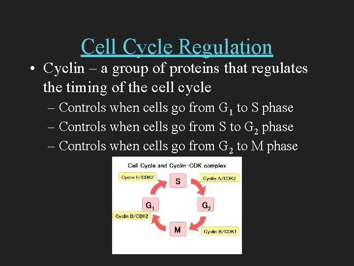 Cell Cycle Regulation • Cyclin – a group of proteins that regulates the timing