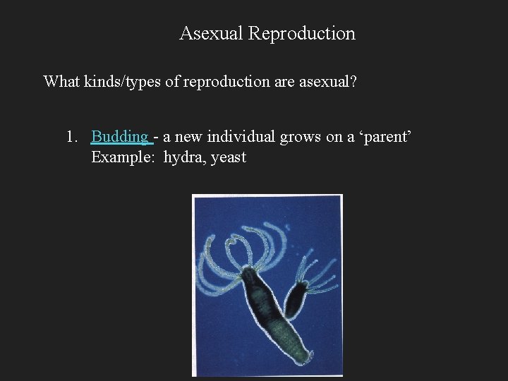 Asexual Reproduction What kinds/types of reproduction are asexual? 1. Budding - a new individual