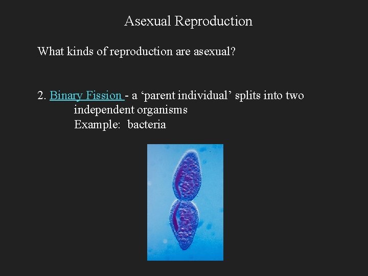 Asexual Reproduction What kinds of reproduction are asexual? 2. Binary Fission - a ‘parent