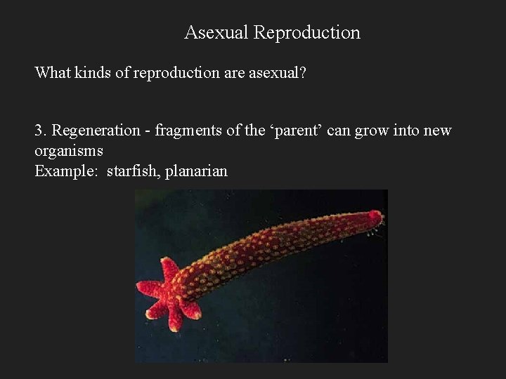 Asexual Reproduction What kinds of reproduction are asexual? 3. Regeneration - fragments of the