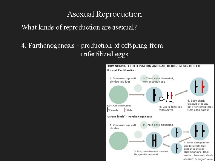 Asexual Reproduction What kinds of reproduction are asexual? 4. Parthenogenesis - production of offspring