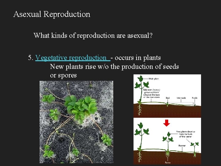 Asexual Reproduction What kinds of reproduction are asexual? 5. Vegetative reproduction - occurs in
