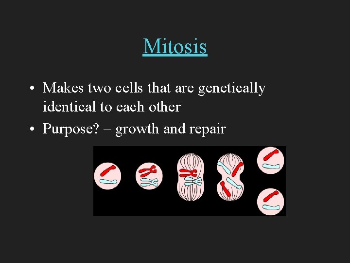 Mitosis • Makes two cells that are genetically identical to each other • Purpose?