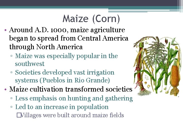 Maize (Corn) • Around A. D. 1000, maize agriculture began to spread from Central