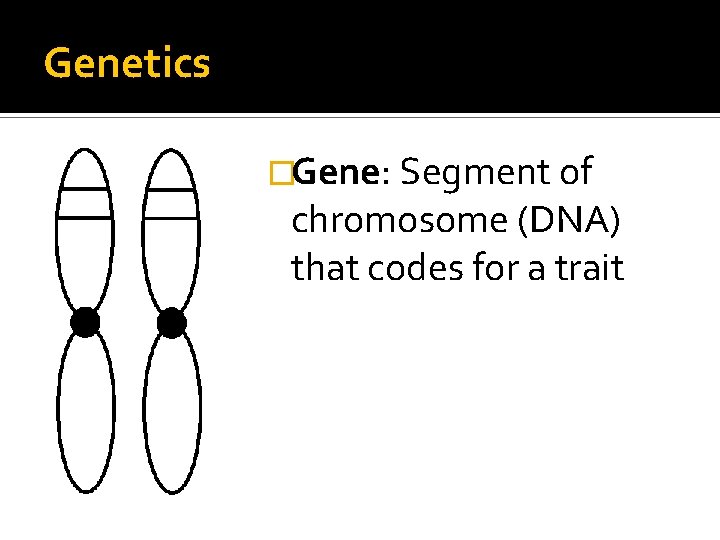 Genetics �Gene: Segment of chromosome (DNA) that codes for a trait 