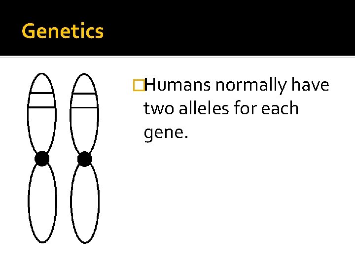 Genetics �Humans normally have two alleles for each gene. 
