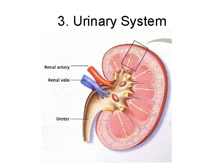 3. Urinary System 3. Urinary System
