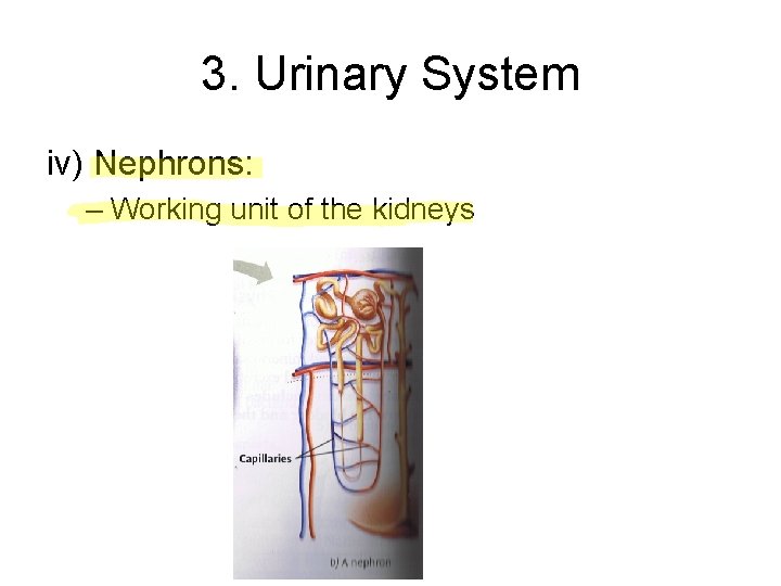 3. Urinary System iv) Nephrons: – Working unit of the kidneys 3. Urinary System iv) Nephrons: – Working unit of the kidneys