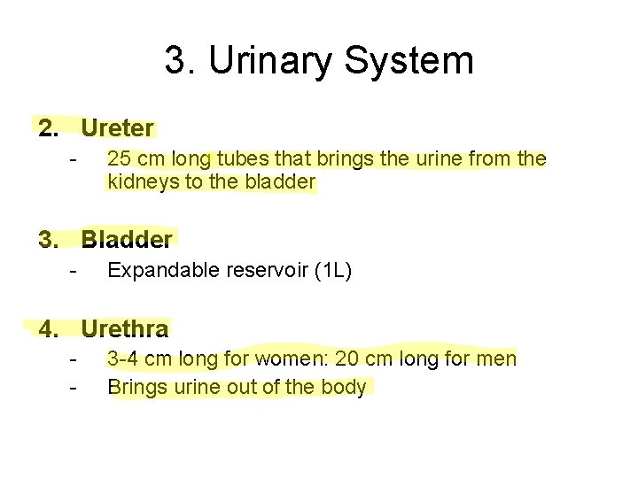 3. Urinary System 2. Ureter - 25 cm long tubes that brings the urine 3. Urinary System 2. Ureter - 25 cm long tubes that brings the urine