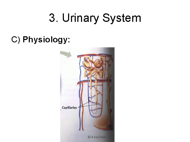 3. Urinary System C) Physiology: 3. Urinary System C) Physiology: