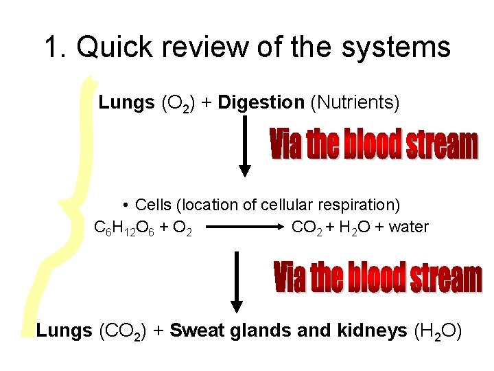 1. Quick review of the systems Lungs (O 2) + Digestion (Nutrients) • Cells 1. Quick review of the systems Lungs (O 2) + Digestion (Nutrients) • Cells