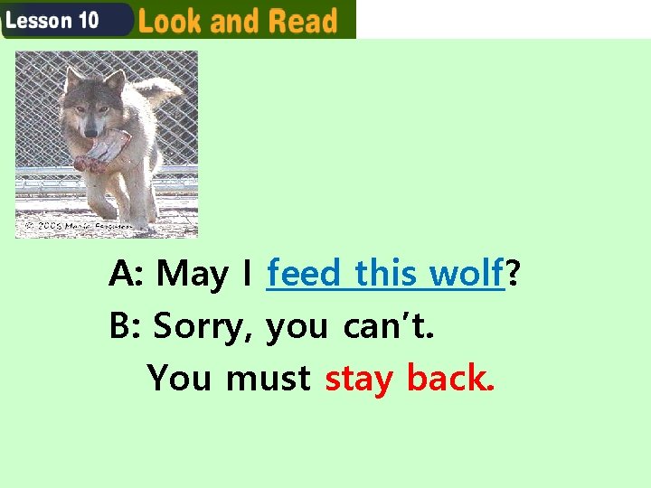 A: May I feed this wolf? B: Sorry, you can’t. You must stay back. A: May I feed this wolf? B: Sorry, you can’t. You must stay back.